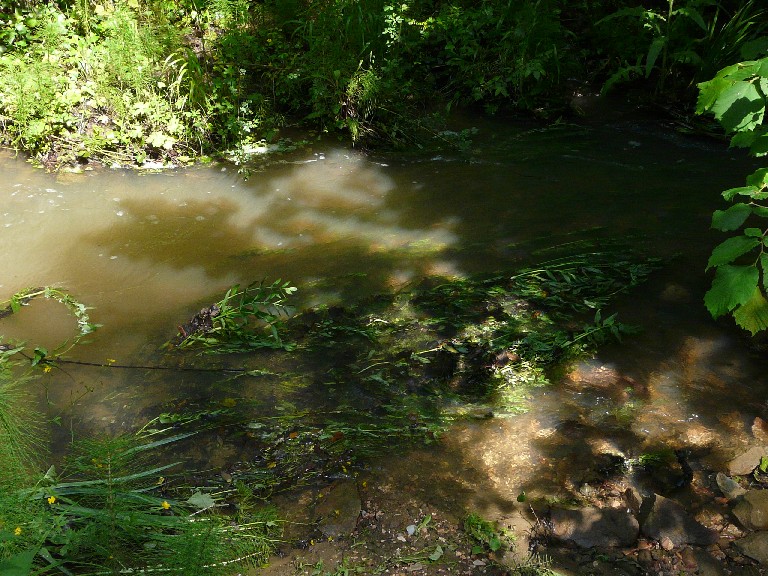 Salamandrine di Maremma